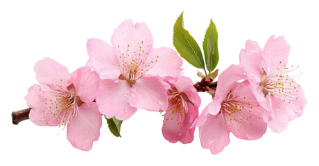 PNG Beautiful pink cherry blossom blossoms flowers branch.
