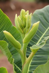 Obraz premium Developing banana flower surrounded by lush green leaves in a tropical environment
