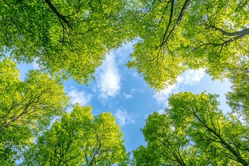 Obraz premium Looking Up at Bright Green Tree Canopy with Blue Sky View