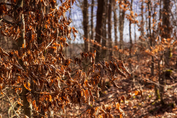 Zalew Czapielówka w Puszczy Knyszyńskiej, Podlasie, Polska