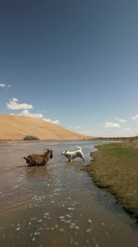 A white hunting dog has driven a goat into a river in the Gobbi Desert and is barking at it. The river flows through the dunes with a view of wild animals. Animals in the desert.