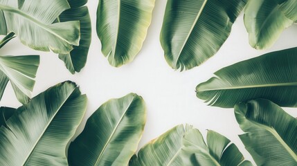 green banana tree leaves, their wide and lush textures fully isolated on a bright white background