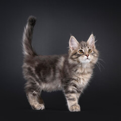 Impressive blue tabby Maine Coon cat kitten, standing or walking side ways. Looking curious up and...