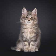 Impressive blue tabby Maine Coon cat kitten, sitting up facing front. Looking straight to camera. Isolated on a black background.