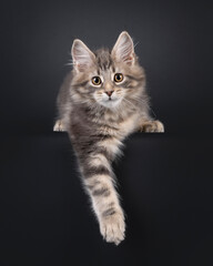 Impressive blue tabby Maine Coon cat kitten, laying down facing front with paws hanging relaxed over edge. Looking straight to camera. Isolated on a black background.