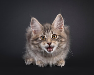 Impressive blue tabby Maine Coon cat kitten, laying down facing front. Looking straight to camera with mouth open meowing. Isolated on a black background.
