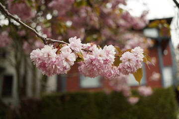 Obraz premium Closeup of a Prunus 'Kanzan' cherry blossom branch in full bloom in Vancouver, Canada. Vibrant pink flowers contrast against soft blurred background, capturing the essence of spring and natural beauty