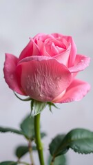  A Single Pink Rose with Dew Drops on Petals, Against a Soft Blurred Background