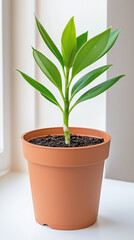 Obraz premium Young plant in a terracotta pot on a windowsill