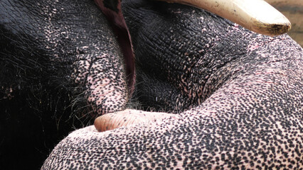 Closeup of curled up trunk of a lying elephant