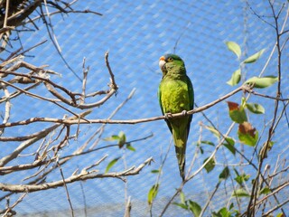 green parrot on branch in a closed aviary zoo
