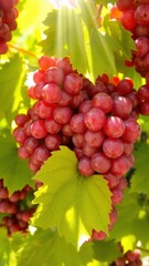 Fototapeta premium Red Grapes with Green Leaves and Sunlight Streaming Through the Leaves