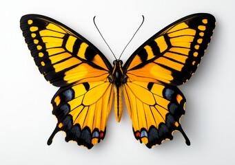 Fototapeta premium vibrant monarch butterfly with striking yellow and black patterns, showcasing its intricate wing details against white background. This captures beauty and elegance of nature