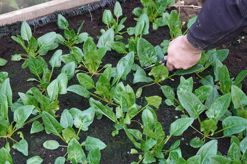 man with scissors cuts spinach leaves for harvesting in the vegetable garden . spinach cultivation