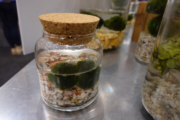 A jar with a cork lid and a green plant inside