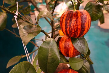Three oranges with stripes on them are hanging from a tree