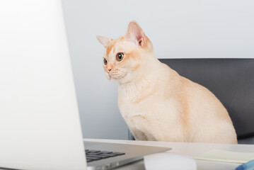 Burmese cat sitting at laptop indoors.