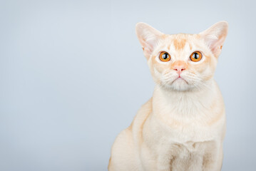 Sad domestic cat isolated.