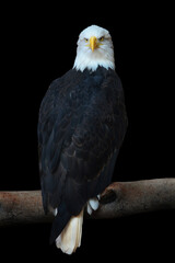 Bald Eagle Perched on Tree Branch