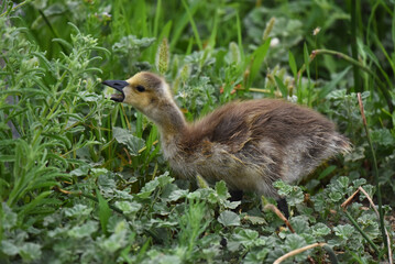 Canada Goose gosling feeding in grass and reeds.