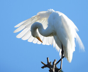  Great Egret in a tree top preening against a blue sky