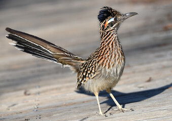 Greater Roadrunner, Geococcyx californianus, at San Joaquin Marsh