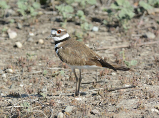 Killdeer, Charadrius vociferus