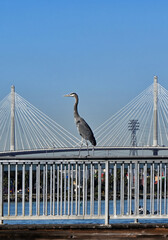 A great Blue Heron, Ardea herodias, on a fishing pier railing in Long Beach, California.