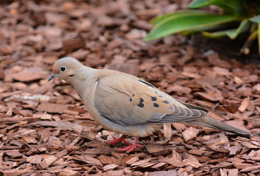 A Mourning Dove, Zenaida macroura, on the ground in a suburban garden.