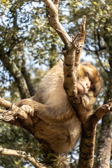 Fototapeta premium wild monkeys in the forest of Morocco