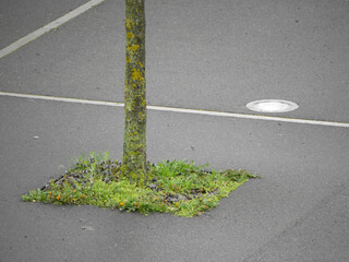 A patch of nature