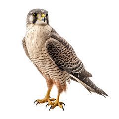 Realistic PNG of a Falcon &ndash; High-Quality Cutout on White Background