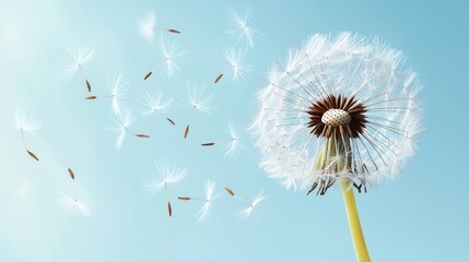 A close up view of a fluffy dandelion with its delicate white seeds drifting and swaying in the soft summer breeze against a clear blue sky