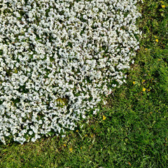 A round number of flowers