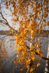 autumn leaves on a tree