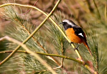 red headed woodpecker