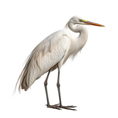 Obraz premium Realistic PNG of an Egret – High-Quality Cutout on White Background