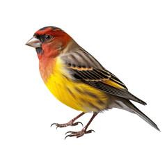 Realistic PNG of a Finch &ndash; High-Quality Cutout on White Background