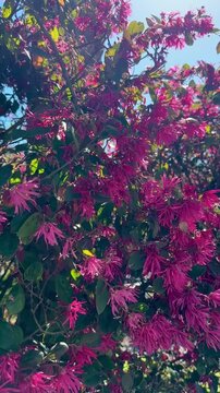 Close up of backlit Chinese Fringe Flower shrub in bloom