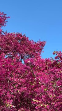 Pink flowers of the Loroptalum Chinese Fringe Flower bush against the blue sky