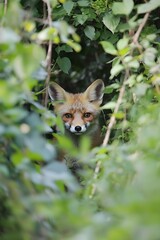 Fototapeta premium A photo of curious foxes exploring dense undergrowth