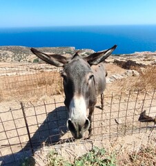 Happy Donkey Enjoying the Greek Seaside