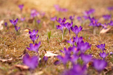 Fioletowe krokusy w parku. Wiosna 2025 © mycatherina