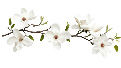Obraz premium branch adorned with white magnolia flowers and green leaves showcasing natural beauty and elegance perfect for floral arrangements or decorative purposes