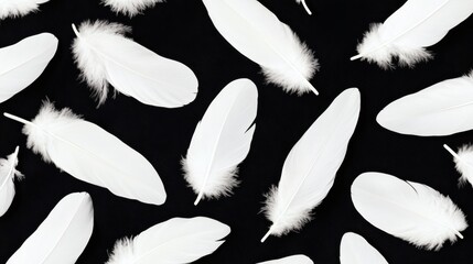 Obraz premium White feathers arranged on a black background create a striking visual contrast for artistic inspiration