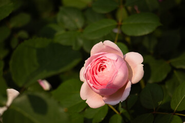 close-up of pink rose in garden