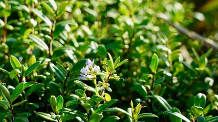 Obraz premium Closeup of vibrant costal succulent green vegetation by the beach