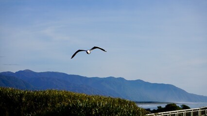 Sea guile flying along rugged New Zealand coastline