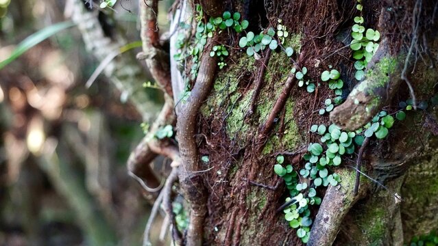 Closeup of forest moss and vines on a tree trunk