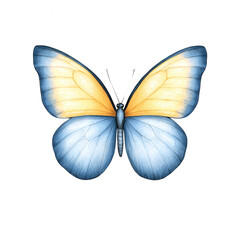 Colorful butterfly with blue and yellow wings, white isolated background.
